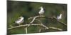 Brazil. A group of large-billed terns perches along the banks of a river in the Pantanal.-Ralph H. Bendjebar-Mounted Photographic Print