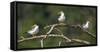 Brazil. A group of large-billed terns perches along the banks of a river in the Pantanal.-Ralph H. Bendjebar-Framed Stretched Canvas