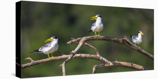 Brazil. A group of large-billed terns perches along the banks of a river in the Pantanal.-Ralph H. Bendjebar-Stretched Canvas