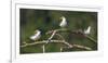 Brazil. A group of large-billed terns perches along the banks of a river in the Pantanal.-Ralph H. Bendjebar-Framed Photographic Print