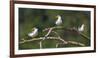 Brazil. A group of large-billed terns perches along the banks of a river in the Pantanal.-Ralph H. Bendjebar-Framed Photographic Print