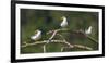Brazil. A group of large-billed terns perches along the banks of a river in the Pantanal.-Ralph H. Bendjebar-Framed Photographic Print