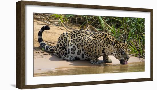 Brazil. A jaguar drinks along the banks of a river in the Pantanal.-Ralph H. Bendjebar-Framed Photographic Print