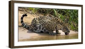 Brazil. A jaguar drinks along the banks of a river in the Pantanal.-Ralph H. Bendjebar-Framed Photographic Print