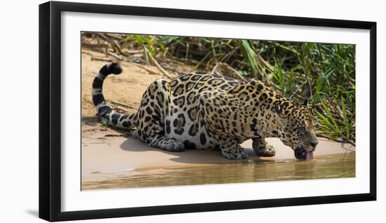 Brazil. A jaguar drinks along the banks of a river in the Pantanal.-Ralph H. Bendjebar-Framed Photographic Print