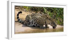 Brazil. A jaguar drinks along the banks of a river in the Pantanal.-Ralph H. Bendjebar-Framed Photographic Print