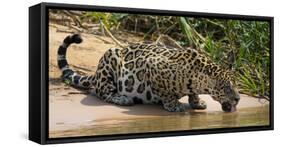 Brazil. A jaguar drinks along the banks of a river in the Pantanal.-Ralph H. Bendjebar-Framed Stretched Canvas