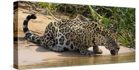 Brazil. A jaguar drinks along the banks of a river in the Pantanal.-Ralph H. Bendjebar-Stretched Canvas