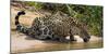 Brazil. A jaguar drinks along the banks of a river in the Pantanal.-Ralph H. Bendjebar-Mounted Premium Photographic Print