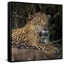 Brazil. A jaguar rests along the banks of a river in the Pantanal.-Ralph H. Bendjebar-Framed Stretched Canvas