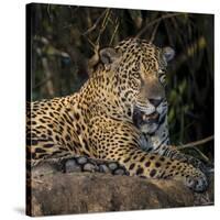 Brazil. A jaguar rests along the banks of a river in the Pantanal.-Ralph H. Bendjebar-Stretched Canvas