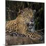 Brazil. A jaguar rests along the banks of a river in the Pantanal.-Ralph H. Bendjebar-Mounted Photographic Print