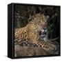 Brazil. A jaguar rests along the banks of a river in the Pantanal.-Ralph H. Bendjebar-Framed Stretched Canvas