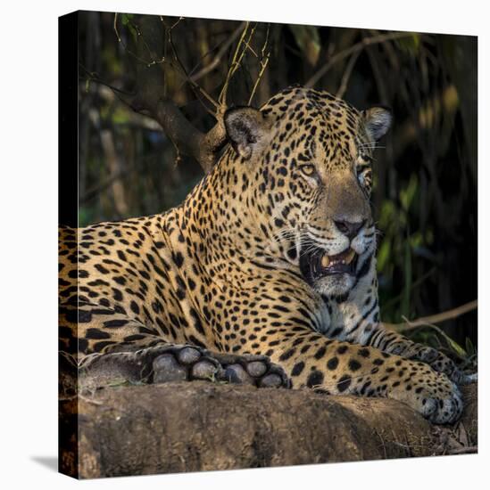 Brazil. A jaguar rests along the banks of a river in the Pantanal.-Ralph H. Bendjebar-Stretched Canvas