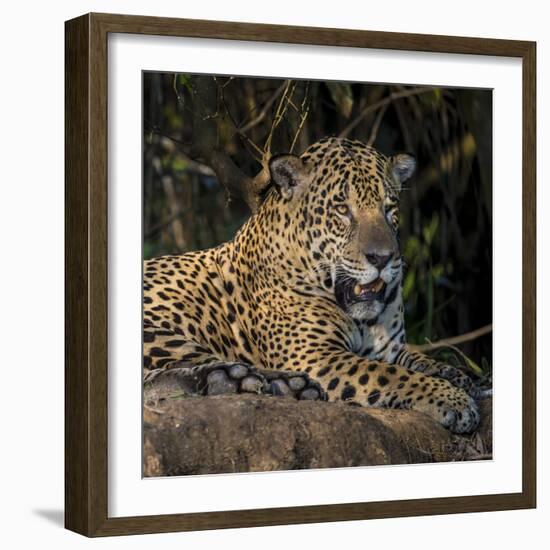 Brazil. A jaguar rests along the banks of a river in the Pantanal.-Ralph H. Bendjebar-Framed Photographic Print