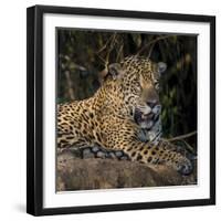 Brazil. A jaguar rests along the banks of a river in the Pantanal.-Ralph H. Bendjebar-Framed Photographic Print