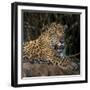 Brazil. A jaguar rests along the banks of a river in the Pantanal.-Ralph H. Bendjebar-Framed Photographic Print