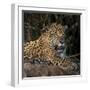 Brazil. A jaguar rests along the banks of a river in the Pantanal.-Ralph H. Bendjebar-Framed Photographic Print