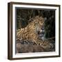 Brazil. A jaguar rests along the banks of a river in the Pantanal.-Ralph H. Bendjebar-Framed Premium Photographic Print