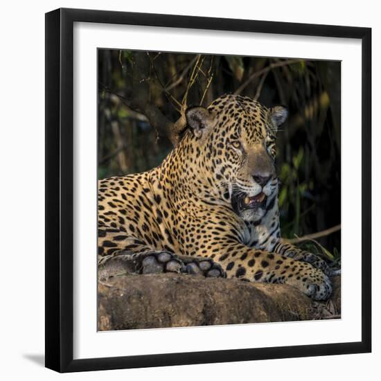 Brazil. A jaguar rests along the banks of a river in the Pantanal.-Ralph H. Bendjebar-Framed Premium Photographic Print