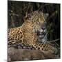 Brazil. A jaguar rests along the banks of a river in the Pantanal.-Ralph H. Bendjebar-Mounted Premium Photographic Print