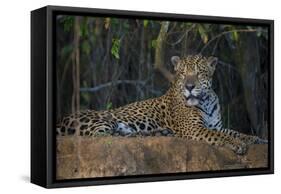 Brazil. A jaguar rests along the banks of a river in the Pantanal.-Ralph H. Bendjebar-Framed Stretched Canvas