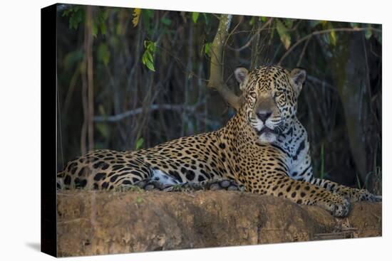 Brazil. A jaguar rests along the banks of a river in the Pantanal.-Ralph H. Bendjebar-Stretched Canvas