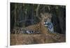 Brazil. A jaguar rests along the banks of a river in the Pantanal.-Ralph H. Bendjebar-Framed Photographic Print