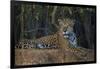 Brazil. A jaguar rests along the banks of a river in the Pantanal.-Ralph H. Bendjebar-Framed Photographic Print