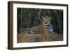 Brazil. A jaguar rests along the banks of a river in the Pantanal.-Ralph H. Bendjebar-Framed Photographic Print