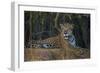 Brazil. A jaguar rests along the banks of a river in the Pantanal.-Ralph H. Bendjebar-Framed Photographic Print