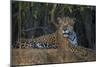 Brazil. A jaguar rests along the banks of a river in the Pantanal.-Ralph H. Bendjebar-Mounted Photographic Print