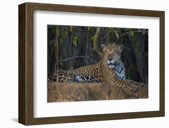 Brazil. A jaguar rests along the banks of a river in the Pantanal.-Ralph H. Bendjebar-Framed Photographic Print