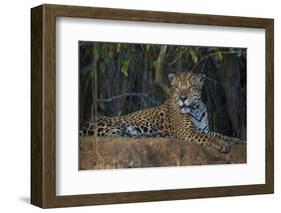 Brazil. A jaguar rests along the banks of a river in the Pantanal.-Ralph H. Bendjebar-Framed Photographic Print