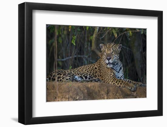 Brazil. A jaguar rests along the banks of a river in the Pantanal.-Ralph H. Bendjebar-Framed Photographic Print