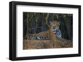 Brazil. A jaguar rests along the banks of a river in the Pantanal.-Ralph H. Bendjebar-Framed Photographic Print