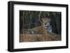 Brazil. A jaguar rests along the banks of a river in the Pantanal.-Ralph H. Bendjebar-Framed Photographic Print