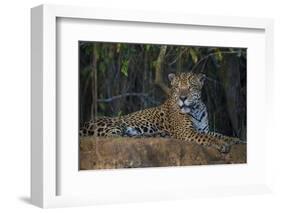 Brazil. A jaguar rests along the banks of a river in the Pantanal.-Ralph H. Bendjebar-Framed Photographic Print