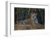 Brazil. A jaguar rests along the banks of a river in the Pantanal.-Ralph H. Bendjebar-Framed Premium Photographic Print