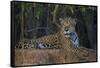 Brazil. A jaguar rests along the banks of a river in the Pantanal.-Ralph H. Bendjebar-Framed Stretched Canvas