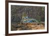 Brazil. A jaguar rests along the banks of a river in the Pantanal.-Ralph H. Bendjebar-Framed Photographic Print