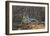 Brazil. A jaguar rests along the banks of a river in the Pantanal.-Ralph H. Bendjebar-Framed Photographic Print