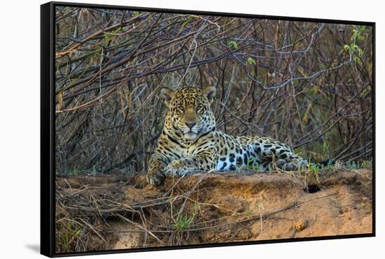 Brazil. A jaguar rests along the banks of a river in the Pantanal.-Ralph H. Bendjebar-Framed Stretched Canvas