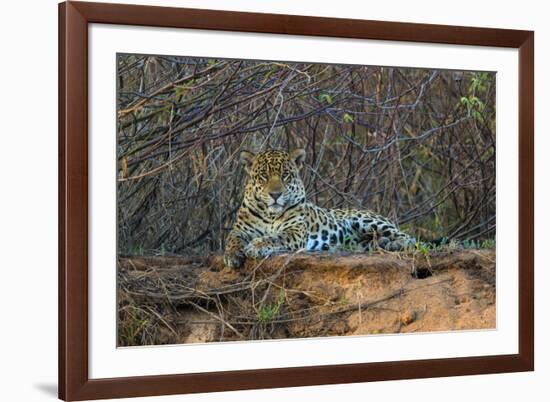 Brazil. A jaguar rests along the banks of a river in the Pantanal.-Ralph H. Bendjebar-Framed Photographic Print