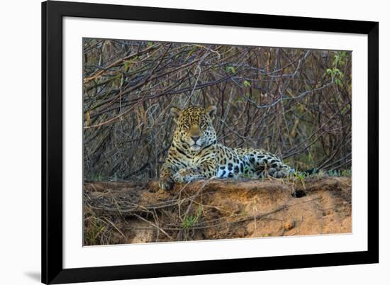 Brazil. A jaguar rests along the banks of a river in the Pantanal.-Ralph H. Bendjebar-Framed Photographic Print