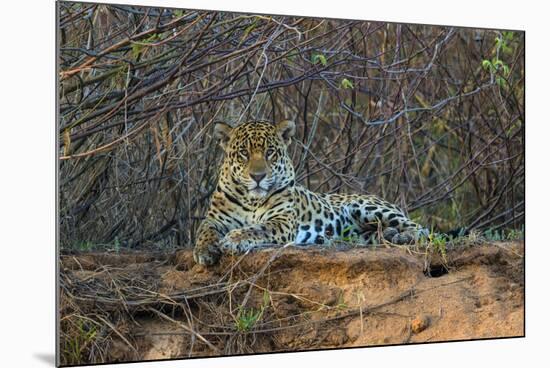 Brazil. A jaguar rests along the banks of a river in the Pantanal.-Ralph H. Bendjebar-Mounted Photographic Print