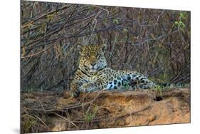 Brazil. A jaguar rests along the banks of a river in the Pantanal.-Ralph H. Bendjebar-Mounted Photographic Print