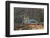 Brazil. A jaguar rests along the banks of a river in the Pantanal.-Ralph H. Bendjebar-Framed Premium Photographic Print