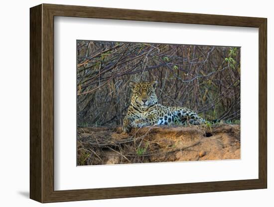 Brazil. A jaguar rests along the banks of a river in the Pantanal.-Ralph H. Bendjebar-Framed Photographic Print