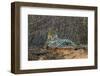 Brazil. A jaguar rests along the banks of a river in the Pantanal.-Ralph H. Bendjebar-Framed Photographic Print